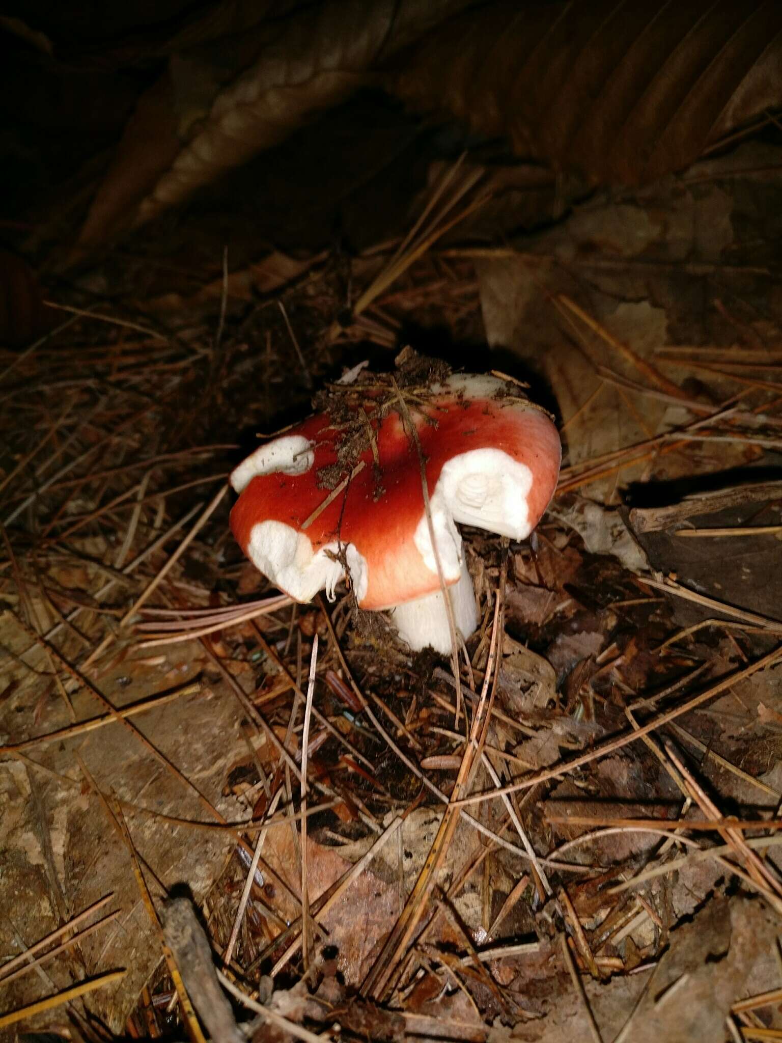 Image of Russula cystidiosa Murrill 1940