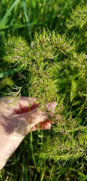 Image of Poa bulbosa f. vivipara (Koeler) Maire