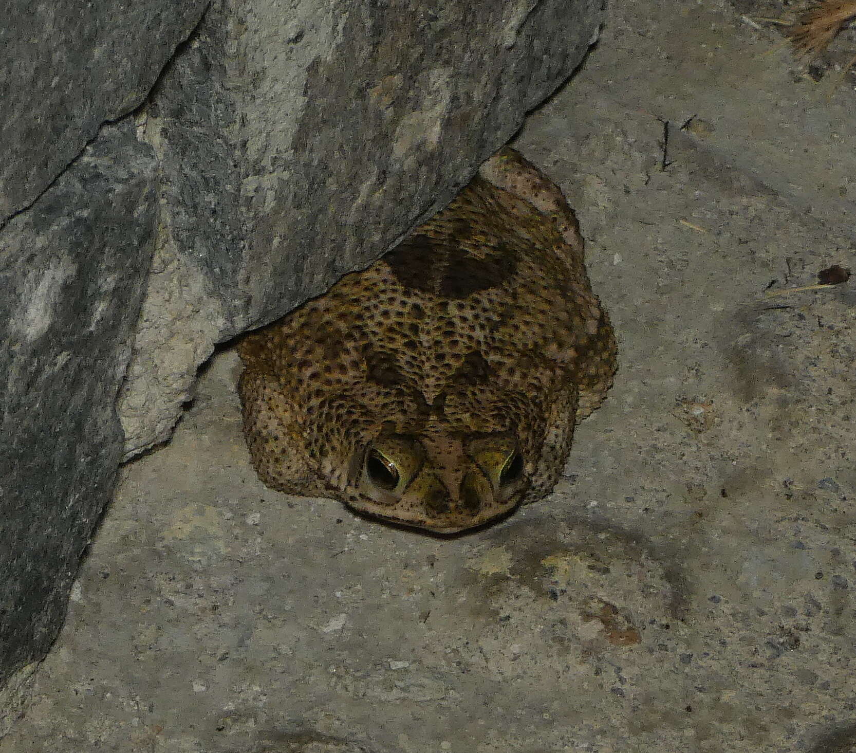 Image of Common Lesser Toad