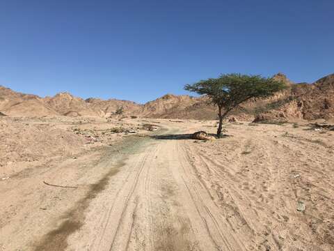 Vachellia tortilis subsp. raddiana (Savi) Kyal. & Boatwr.的圖片