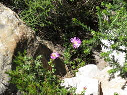 Imagem de Lampranthus falciformis var. falciformis