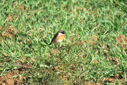 صورة Saxicola rubicola rubicola (Linnaeus 1766)