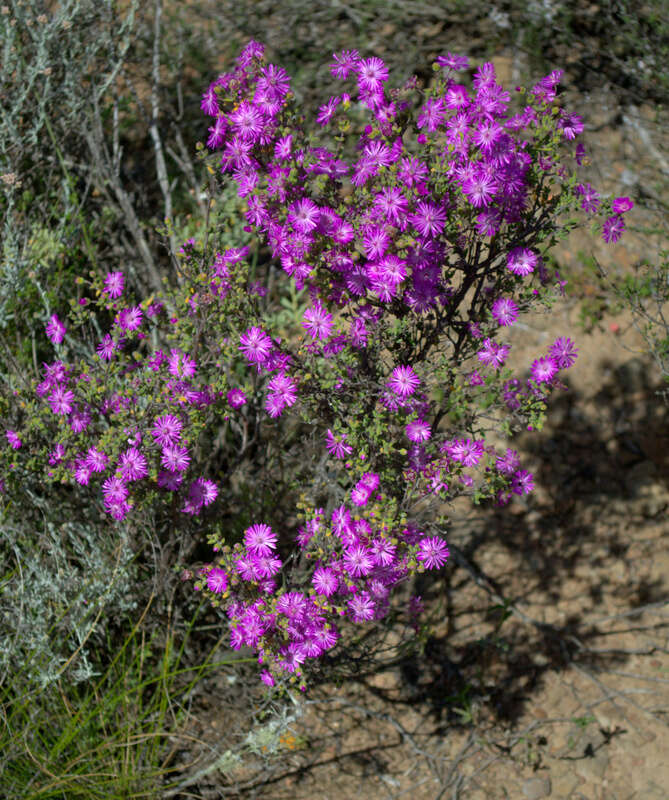 Delosperma asperulum (Salm-Dyck) L. Bol. resmi