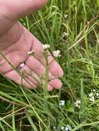 Oenanthe fistulosa L. resmi