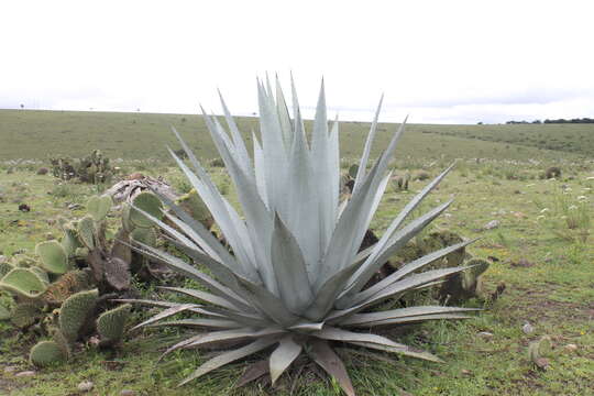 Agave applanata K. Koch resmi