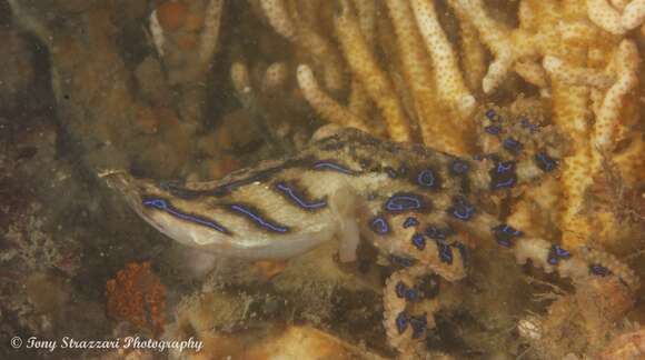 Image of Blue-lined octopus