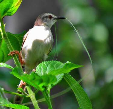 Image of Prinia subflava pondoensis Roberts 1922