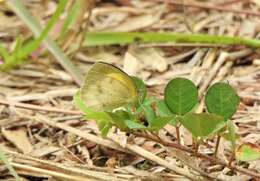 Image of Eurema elathea (Cramer (1777))