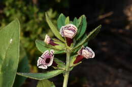 Image of calico monkeyflower