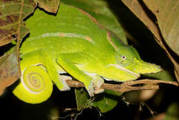 Image of Petter's Chameleon