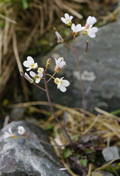 Image of Kamchatka rockcress