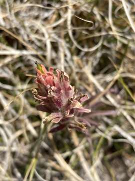 Image de Castilleja praeterita Heckard & Bacigal.