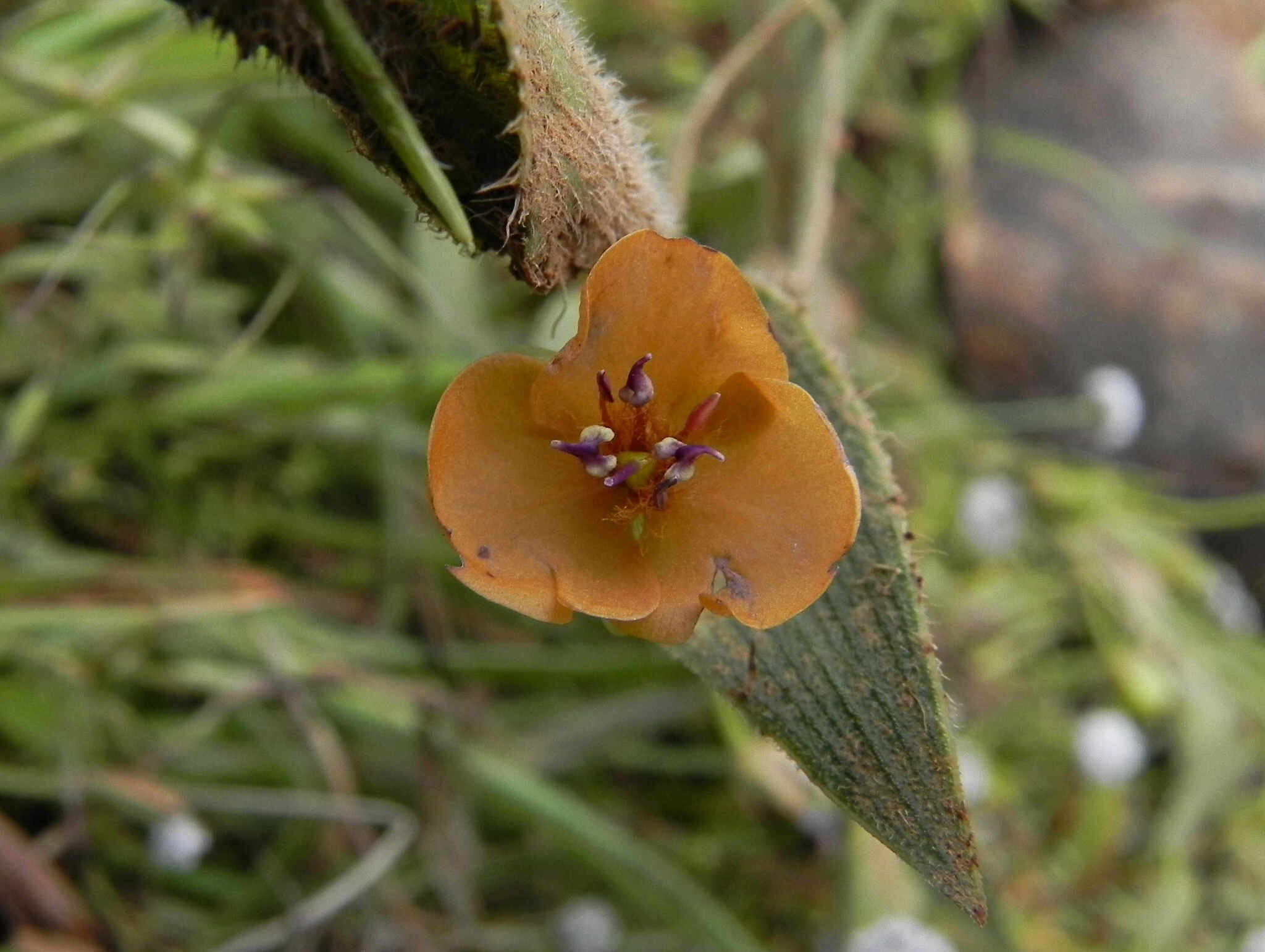 Image of Murdannia lanuginosa (Wall. ex C. B. Clarke) G. Brückn.