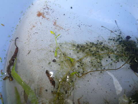 Image de Utricularia aurea Lour.