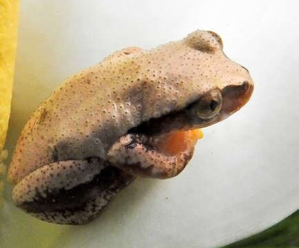 Image of Knysna Banana Frog