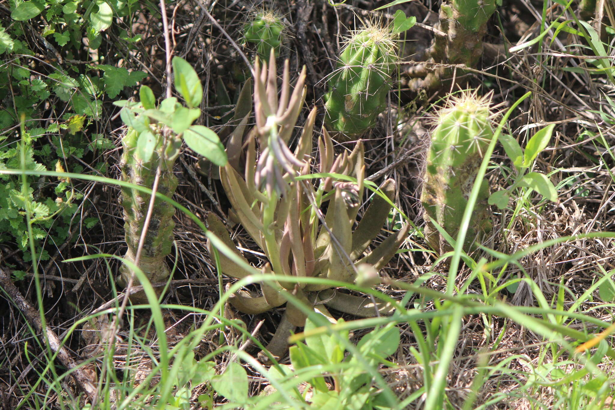 Sivun Echeveria bifida Schltdl. kuva