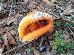 Imagem de Clathrus columnatus Bosc 1811