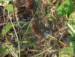 Image of Isthmian Wren