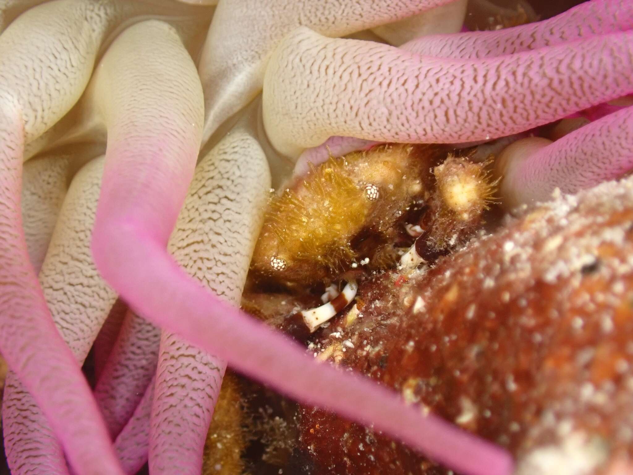 Image of banded clinging crab