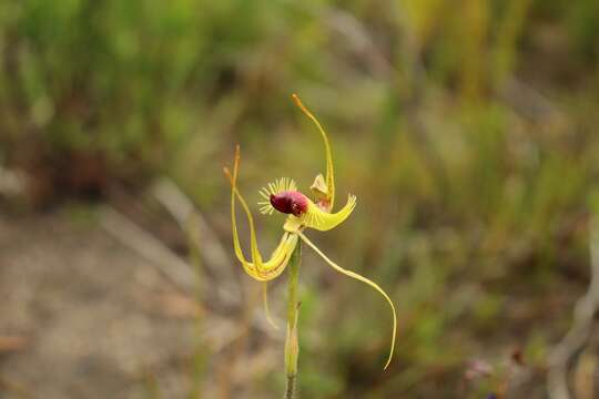 Image of Butterfly orchid