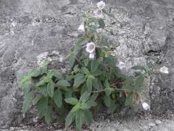 Image of Nama sericea Willd. ex Roem. & Schult.