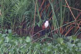 Image of Blue-headed Coucal