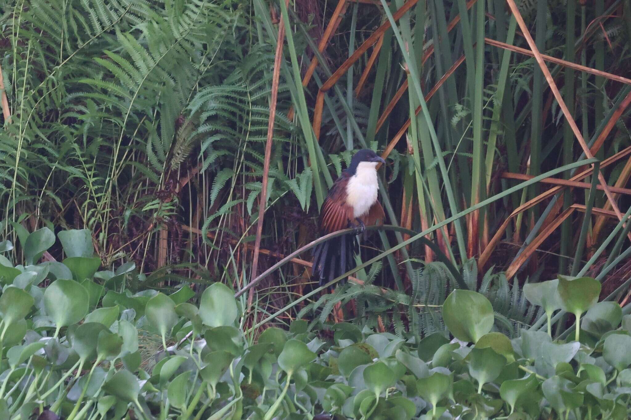 Image of Blue-headed Coucal