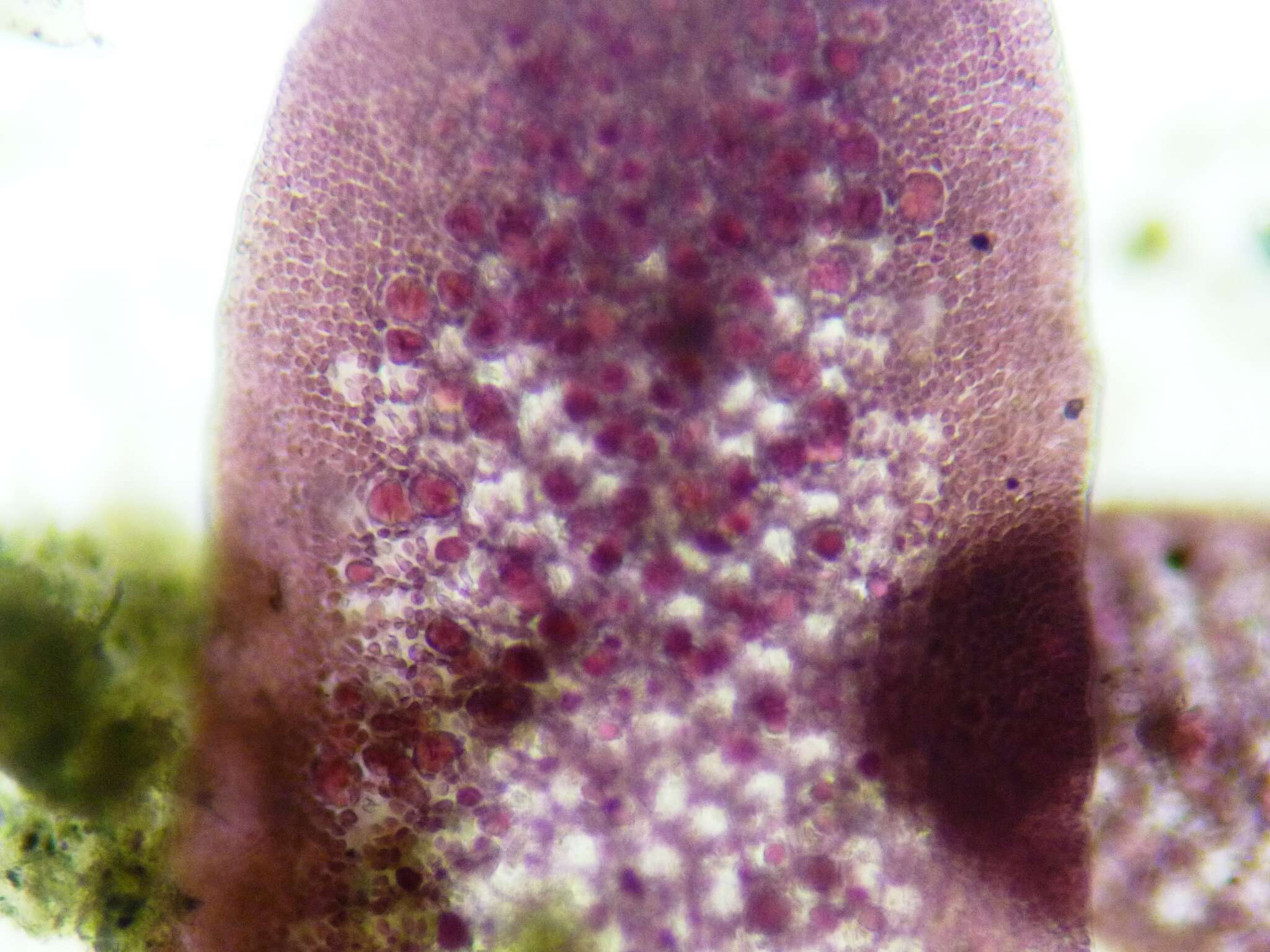 Image of Pterocladiella caloglossoides