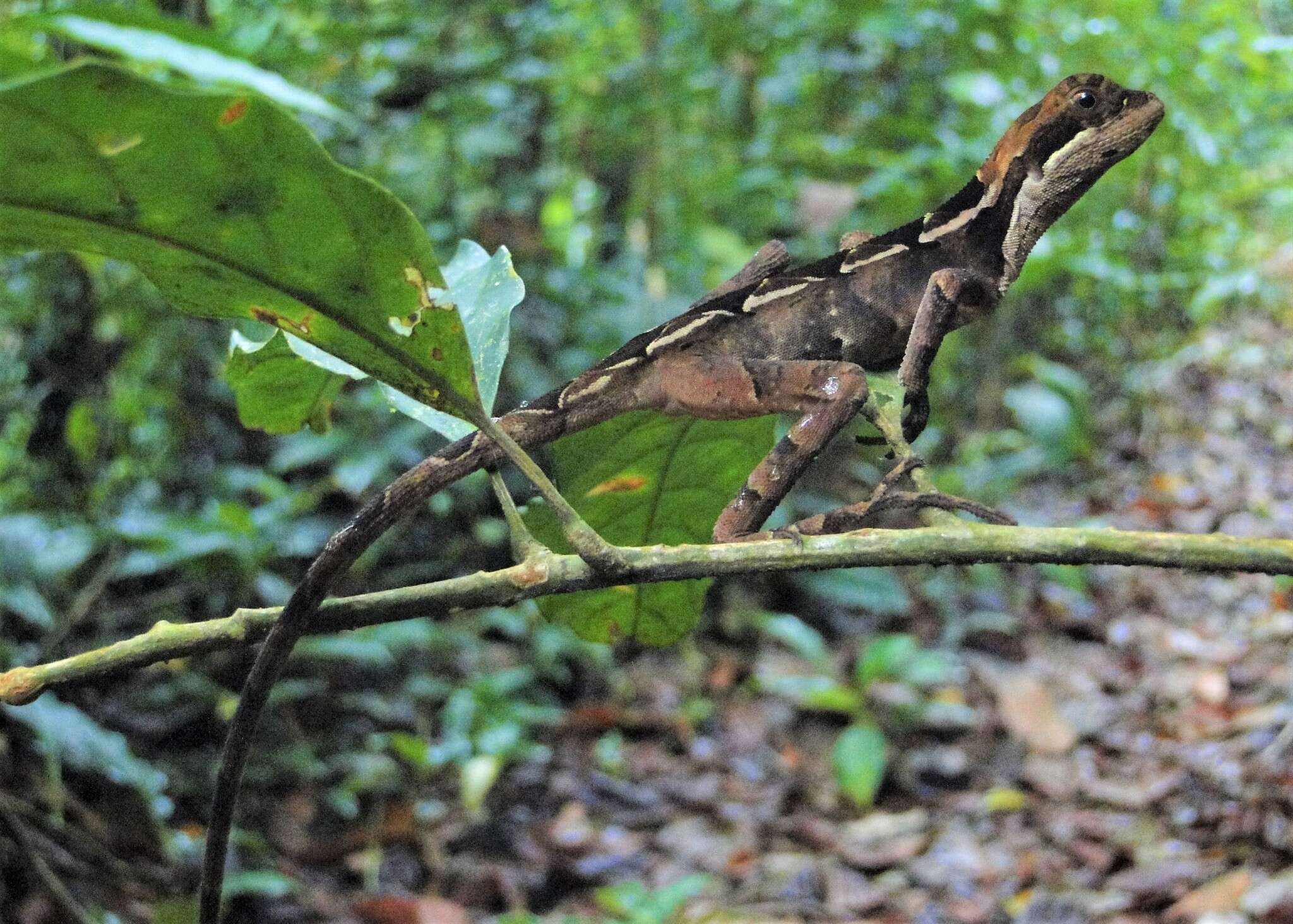 Image of Wied's Fathead Anole