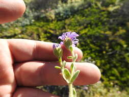 Image of Amellus asteroides (L.) Druce