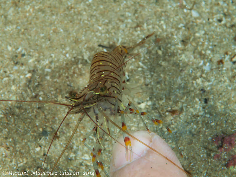 Image of Common prawn