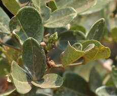 Image of Cucumber-bush