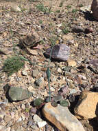 Image of desert trumpet