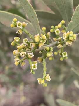 Image of Narrow-leaved mustard tree