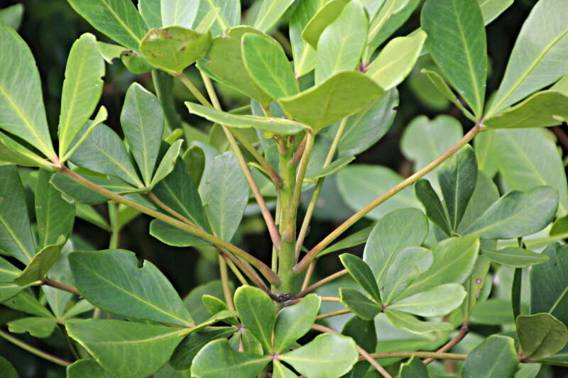 Image of Pseudopanax lessonii (DC.) K. Koch