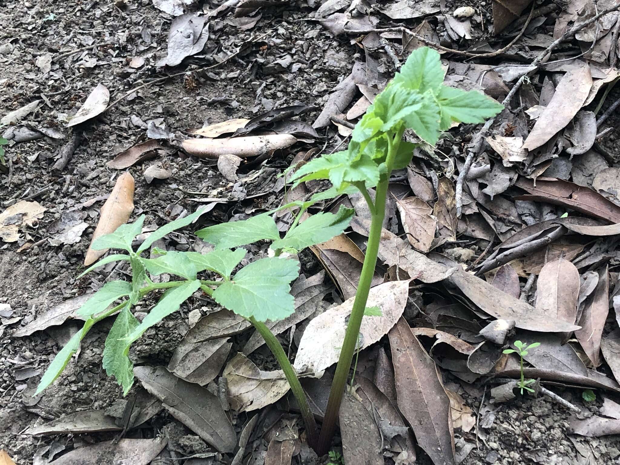 Angelica californica Jeps. resmi