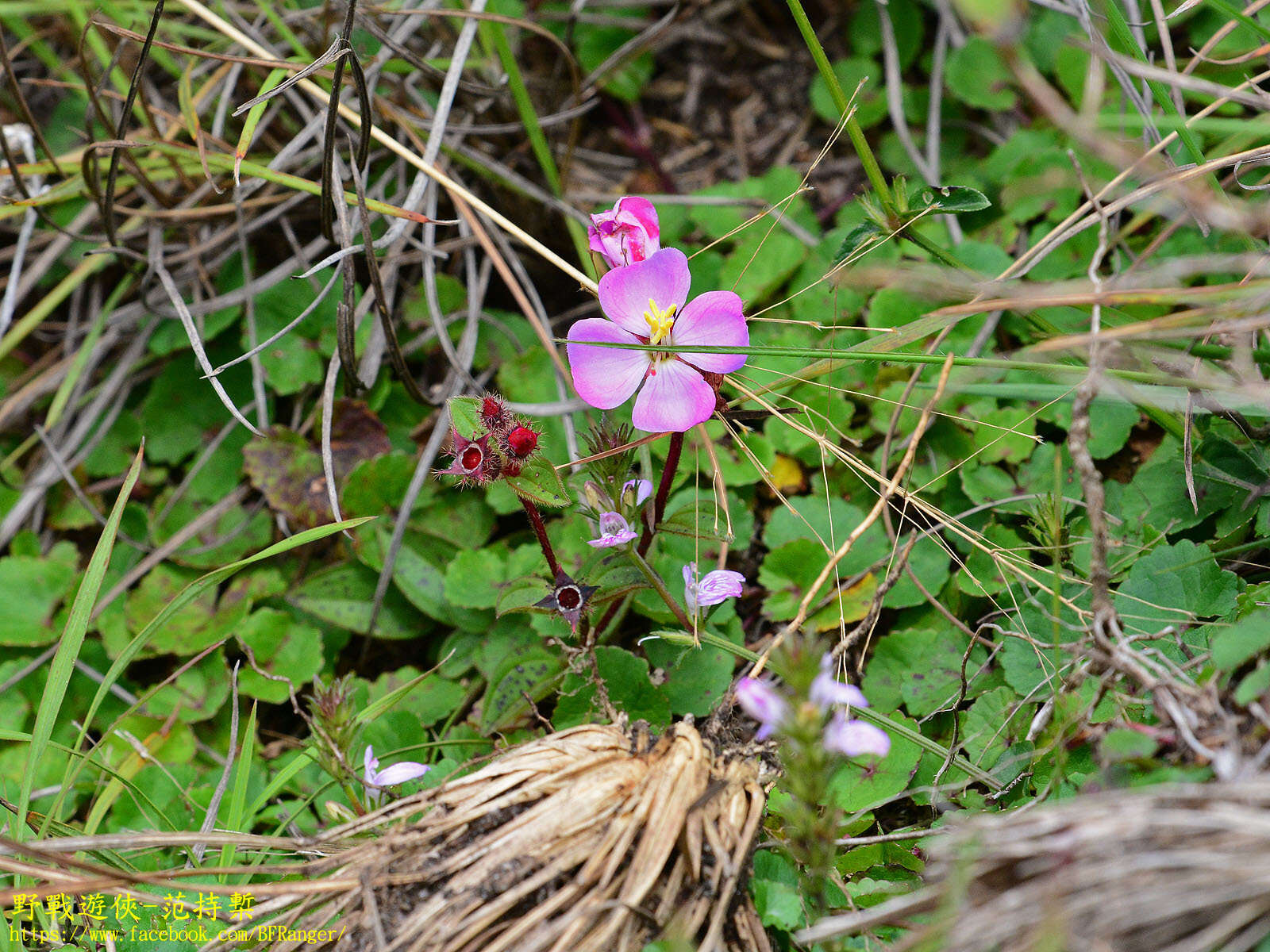 Plancia ëd Osbeckia parvifolia Arn.