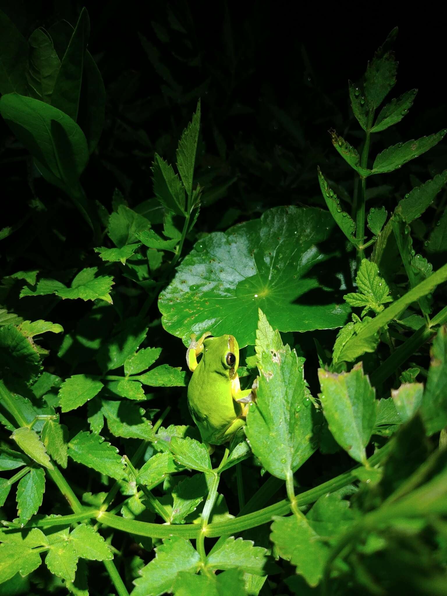 Hyla chinensis Günther 1858的圖片