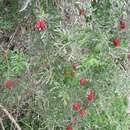 Image of cranberry gourd