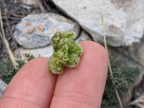 Image of gray springparsley