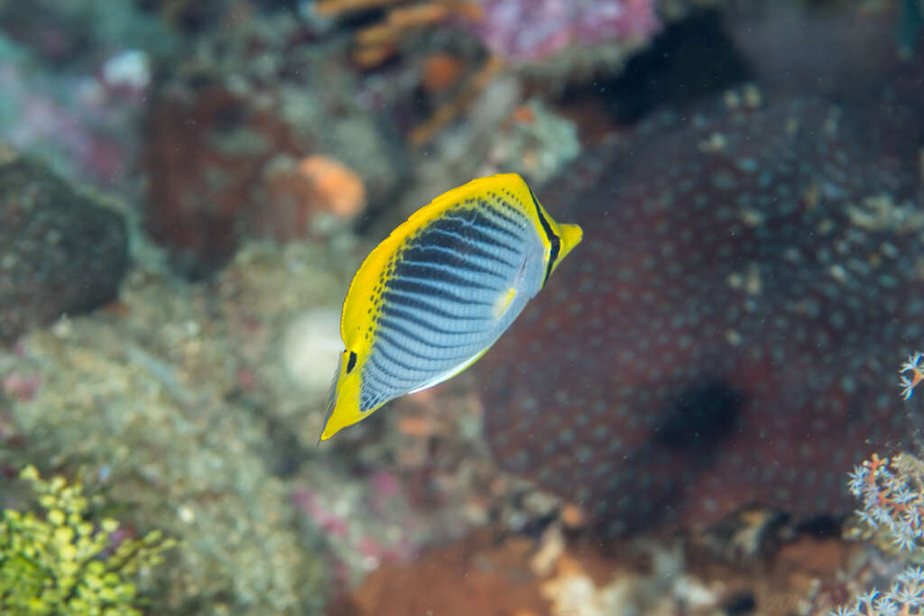 Image of Spot-tail Butterfly Fish