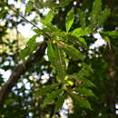 Image of Pouteria reticulata (Engl.) Eyma