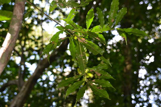 Слика од Pouteria reticulata (Engl.) Eyma