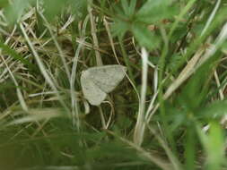 صورة Cyclophora albipunctata Hüfnagel 1767