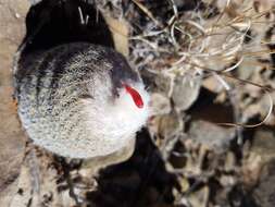 Image of Epithelantha greggii (Engelm.) Orcutt