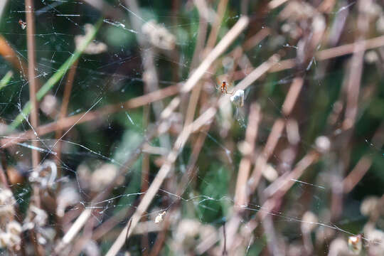 Image of Dewdrop spider