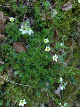 Image of Saxifraga rosacea Moench