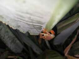 Image of Argus Reed Frog