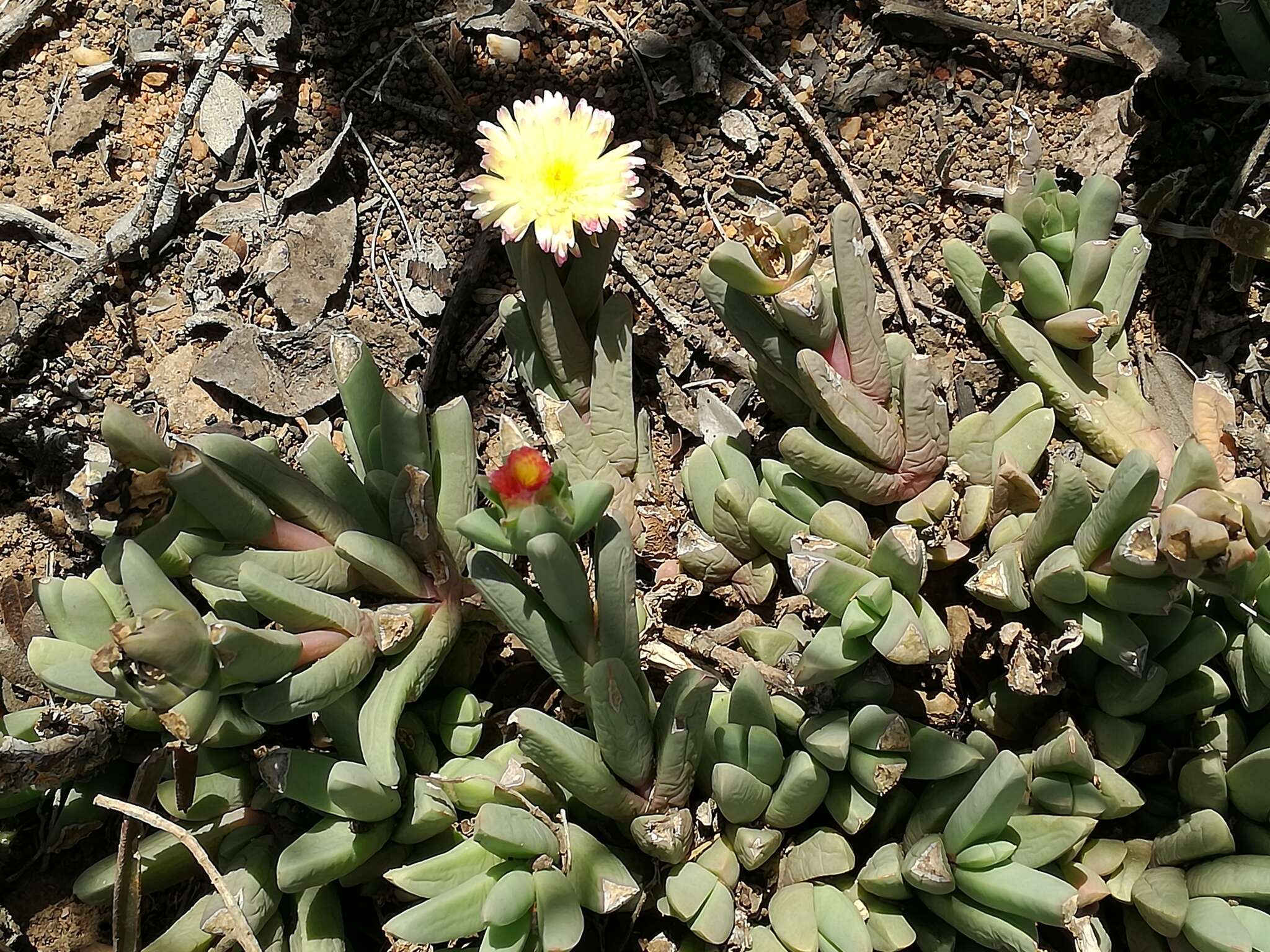 Imagem de Corpuscularia taylori (N. E. Br.) Schwant.