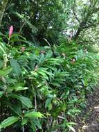 Imagem de Alpinia purpurata (Vieill.) K. Schum.